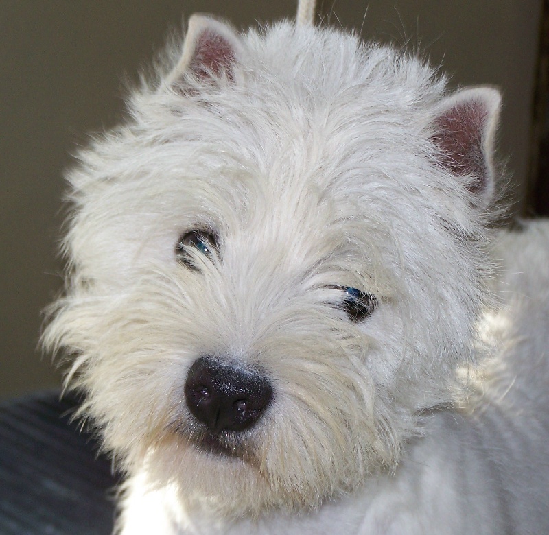 Coco westie femelle de 6 ans - RESERVEE -  Coco10