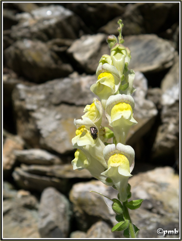 2 jours dans les Alpes ligures : Orchidées, Flore, tourisme Buggio11