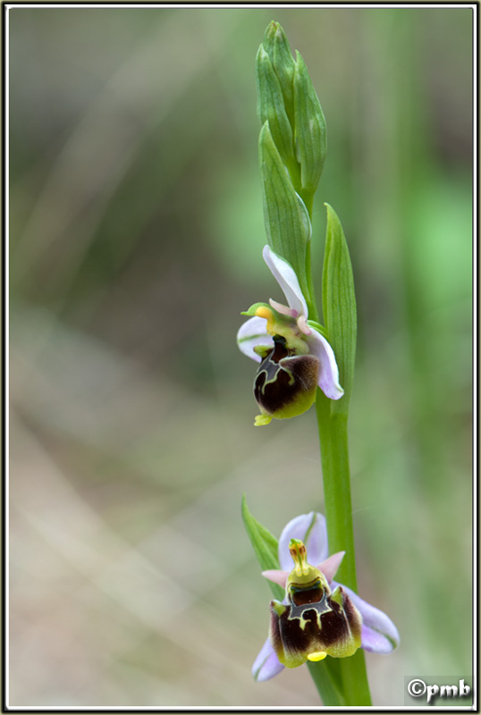 Ophrys fuciflora subsp souchei O_souc11