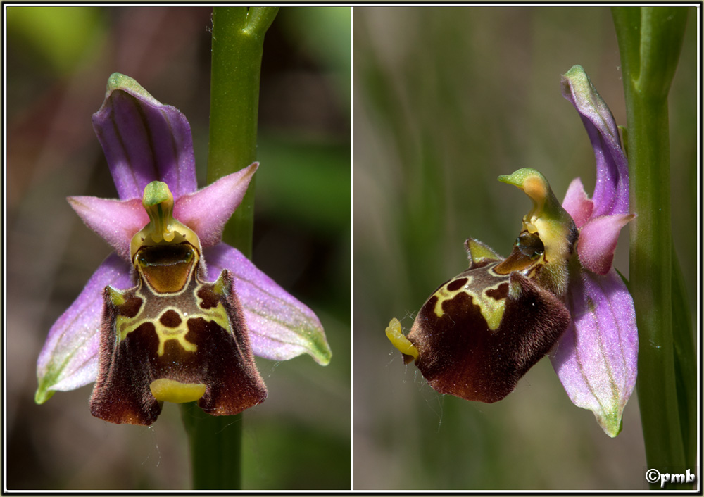Ophrys fuciflora subsp souchei O_souc12