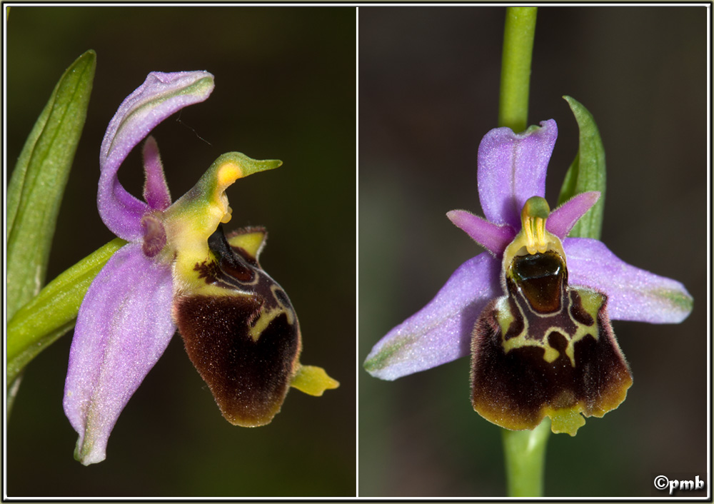 Ophrys fuciflora subsp souchei O_souc16