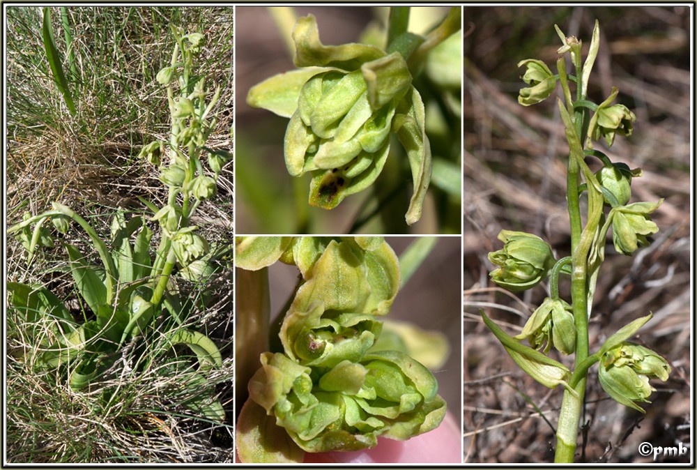 Une touffe de monstres au-dessus de Vence Ophrys51