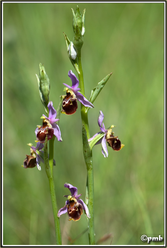 Ophrys fuciflora subsp. montiliensis Ophrys89