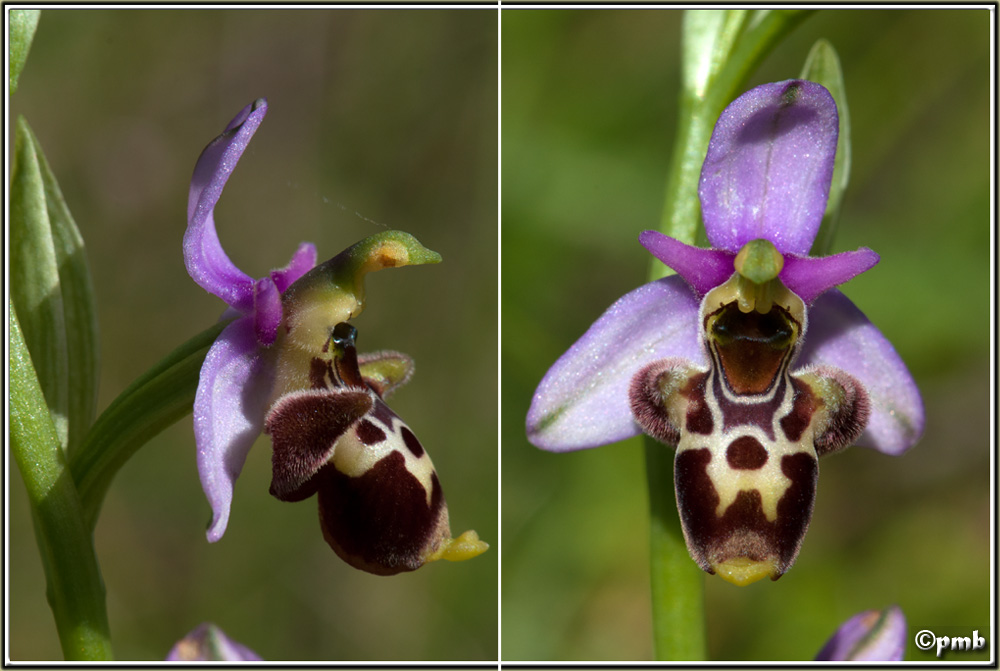 Ophrys fuciflora subsp. montiliensis Ophrys90