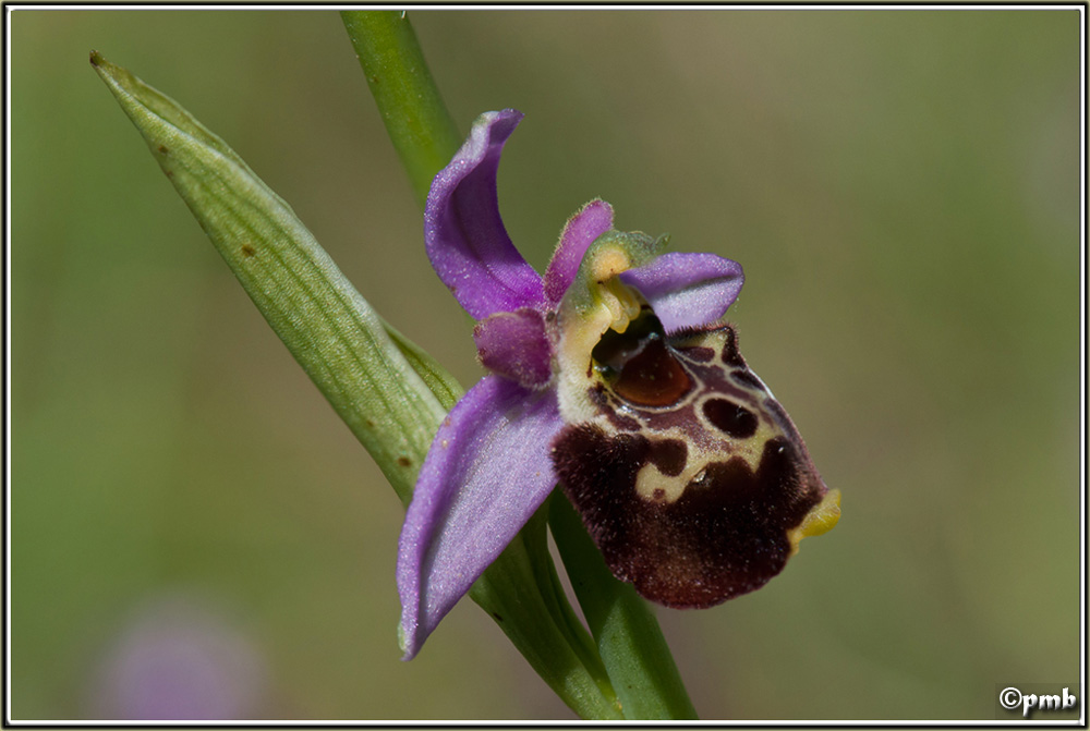 Ophrys fuciflora subsp. montiliensis Ophrys93
