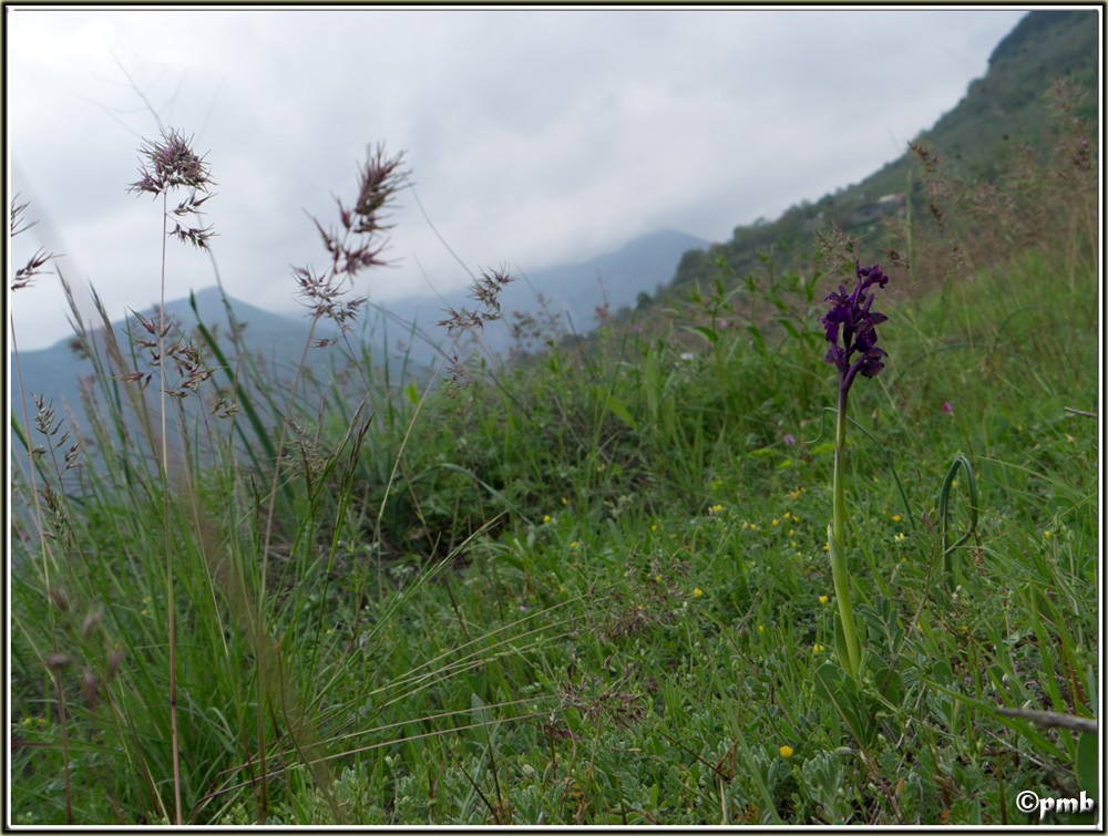 2 jours dans les Alpes ligures : Orchidées, Flore, tourisme Triora10