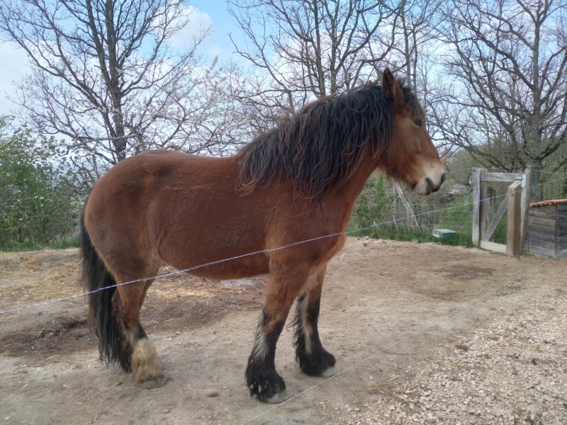 Dpt 48 - Heidi, pouliche Comtoise/Bretonne - Adoptée par Sara J. (2018) 20220310