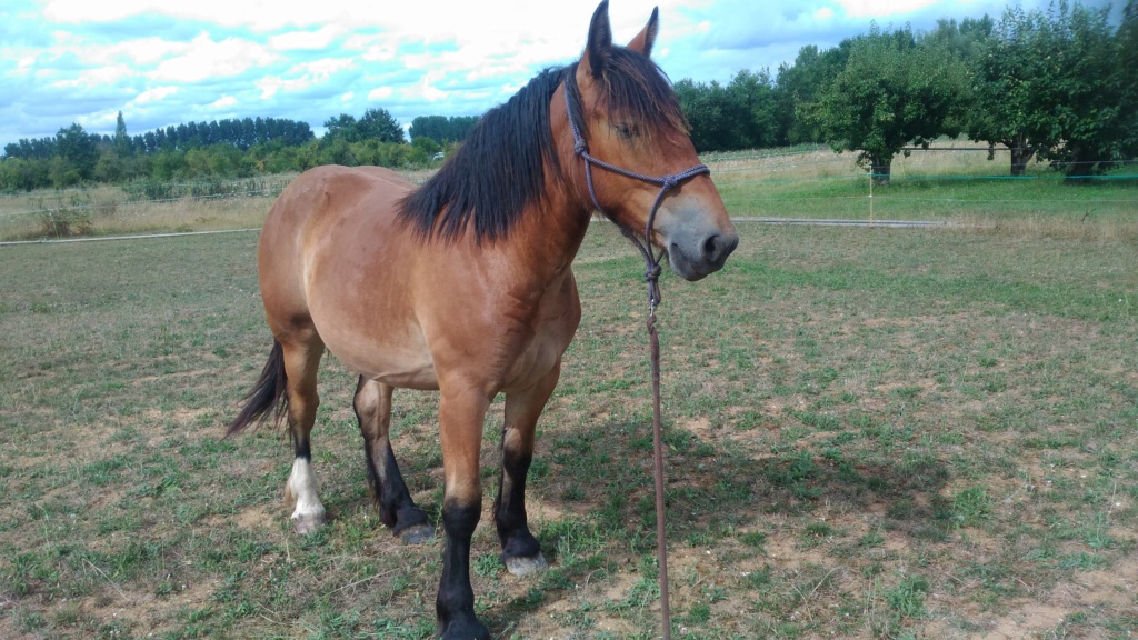 Dpt 48 - Heidi, pouliche Comtoise/Bretonne - Adoptée par Sara J. (2018) P_201811