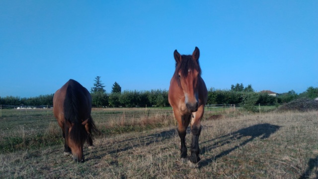 Dpt 48 - Heidi, pouliche Comtoise/Bretonne - Adoptée par Sara J. (2018) P_201819