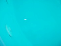 micro bulle dans la piscine Dscf0521