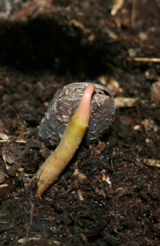 Qui veut cultiver paw paw / Asimina triloba (asiminier)? - Page 2 Asimin10