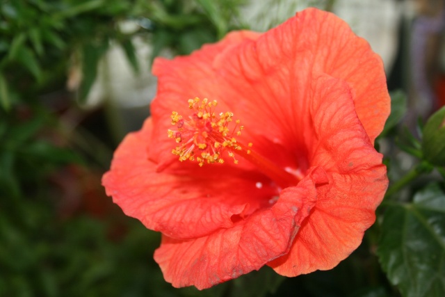 Je me suis achetée un hibiscus, quel est son nom ? Hibisc10