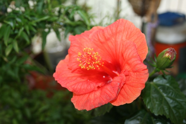 Je me suis achetée un hibiscus, quel est son nom ? Hibisc11