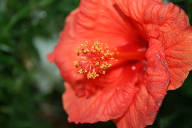 Je me suis achetée un hibiscus, quel est son nom ? Img_5210