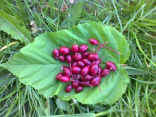 fruits exotiques Mirabe11