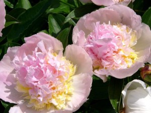 qui s'y connait en pivoine ? - Page 2 Pivoin10