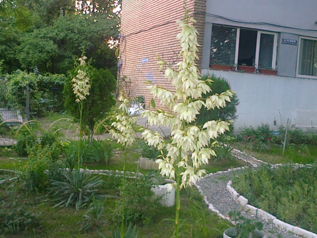 Le Yucca-culture, entretien, variétés Yucca_10