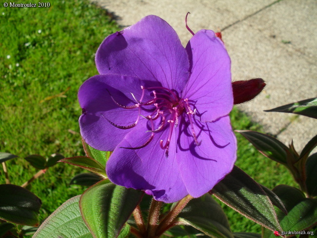 fleur violette de Martinique Tibouc10
