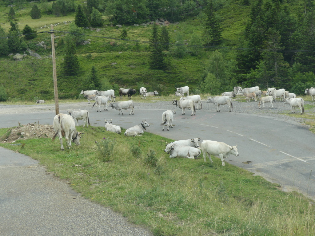 animaux - Animaux croisés sur la route pendant vos sorties en VH - Page 17 P1060010