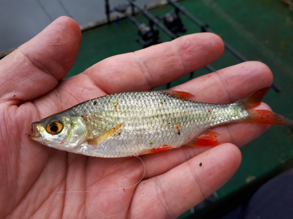 Tench fishing 20180815