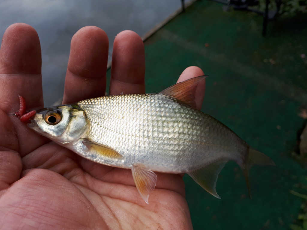 Tench fishing 20180816