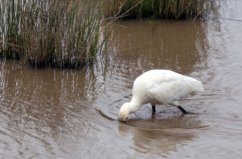 Parc Ornithologique du Teich Imgl0832