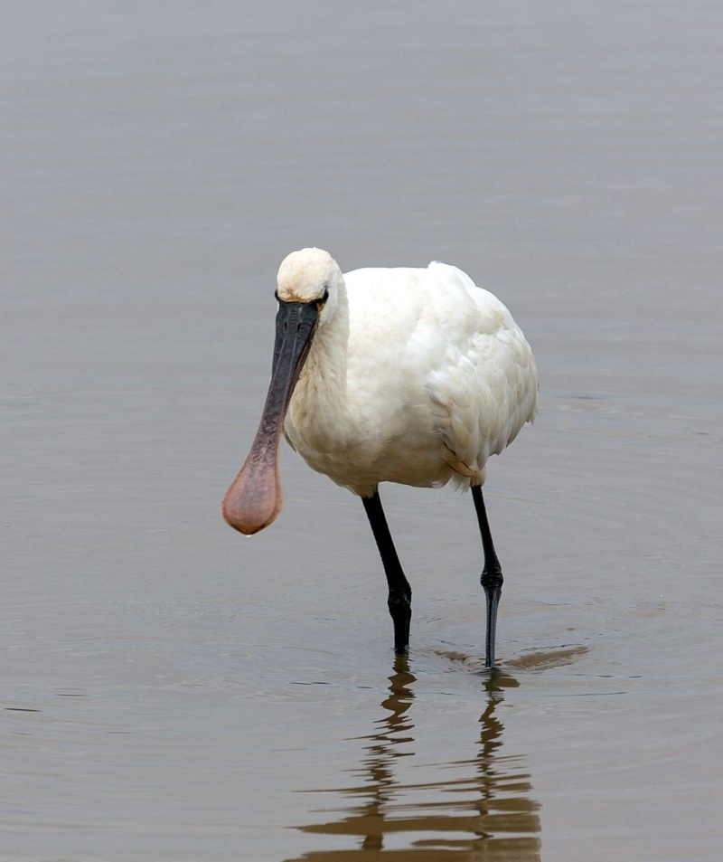 Parc Ornithologique du Teich Imgl0833