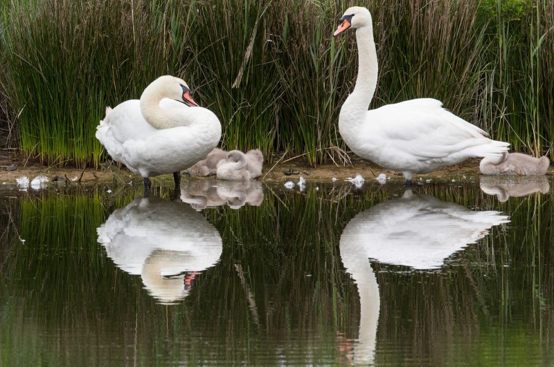 Parc Ornithologique du Teich Imgl0914