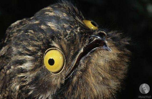 الطائر ذات العيون المفجوعة Fvcdqh10