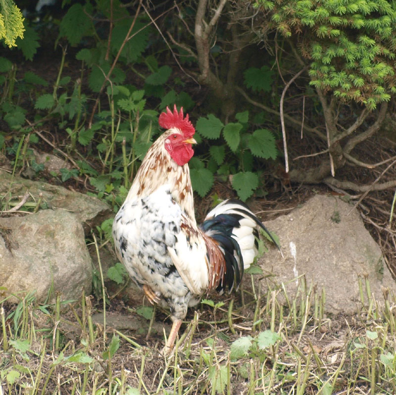 le coq 06110