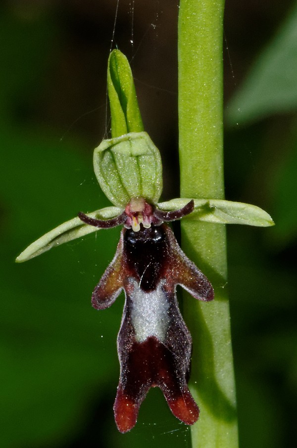 Ophrys insectifera Dsc_9210