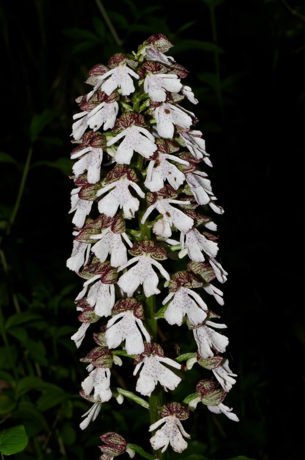 Orchis pourpre - Orchis purpurea Dsc_9310
