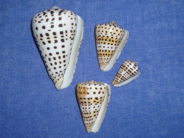 Conus (Tesselliconus) eburneus   Hwass in Bruguière, 1792 P1070921