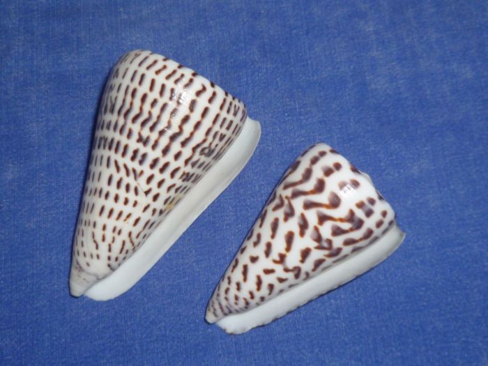 Conidae Conus (Lithoconus) leopardus versus Conus (Elisaconus) litteratus) P1070923