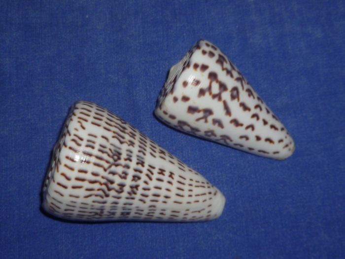 Conidae Conus (Lithoconus) leopardus versus Conus (Elisaconus) litteratus) P1070925
