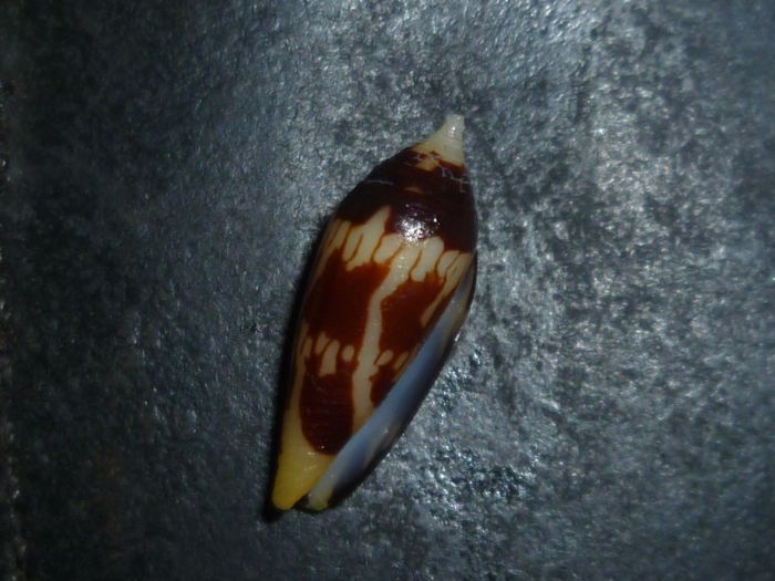 Conus (Turriconus) cylindraceus   Broderip & G. B. Sowerby I, 1830 P1080010