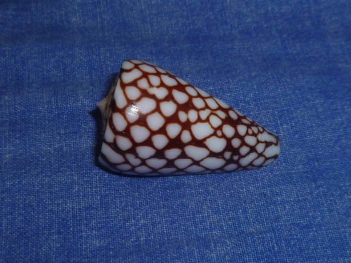 Conus (Eugeniconus) marchionatus   Hinds, 1843 P1080232