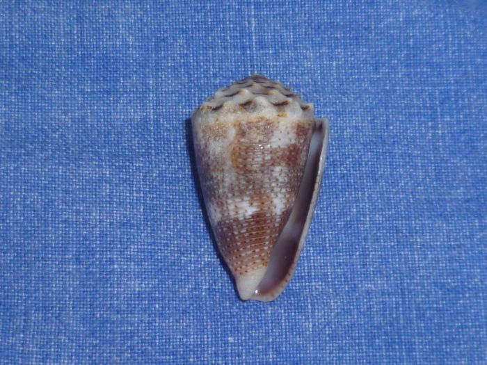 Conus (Virroconus) encaustus Kiener, 1845 P1080310