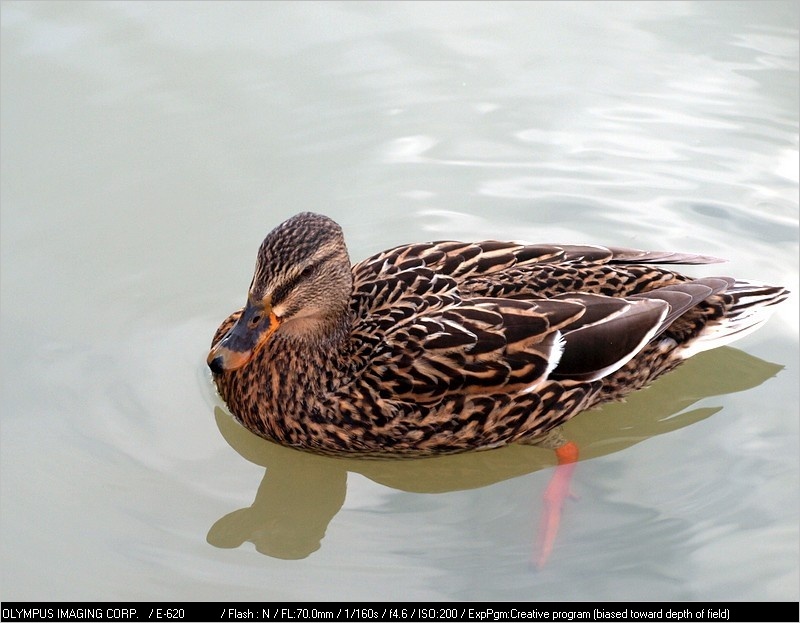 Dame colvert P3185112