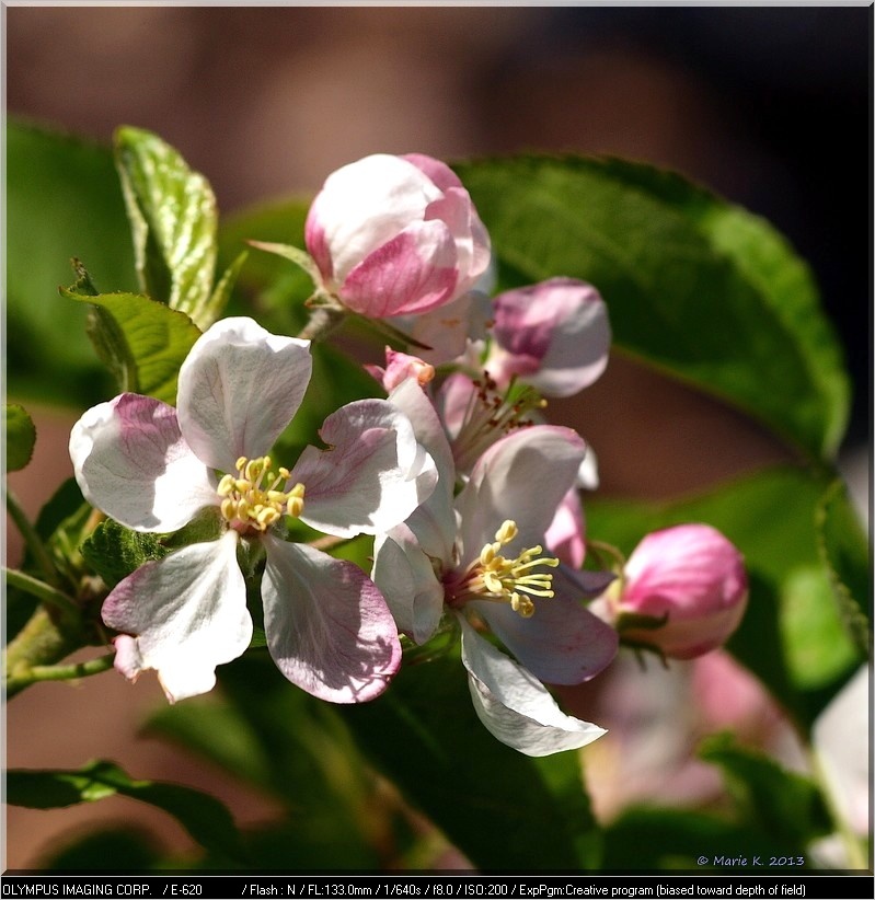 Pommier en fleur + une 22/05 P5055410