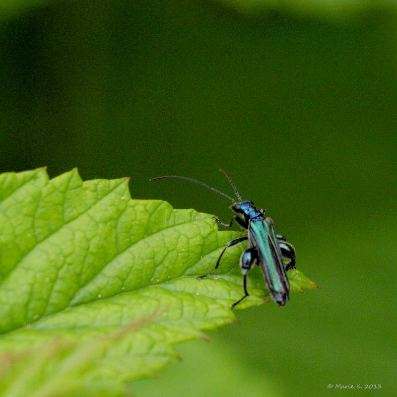 Insecte   P5201511