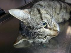 APPEL URGENT POUR iloé ,fracture du fémur ,sauvé de l'eutha a cause du depart en vacances de ses propriétaires 20130511