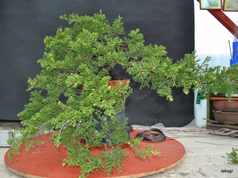Juniper Cascade - first styling 110