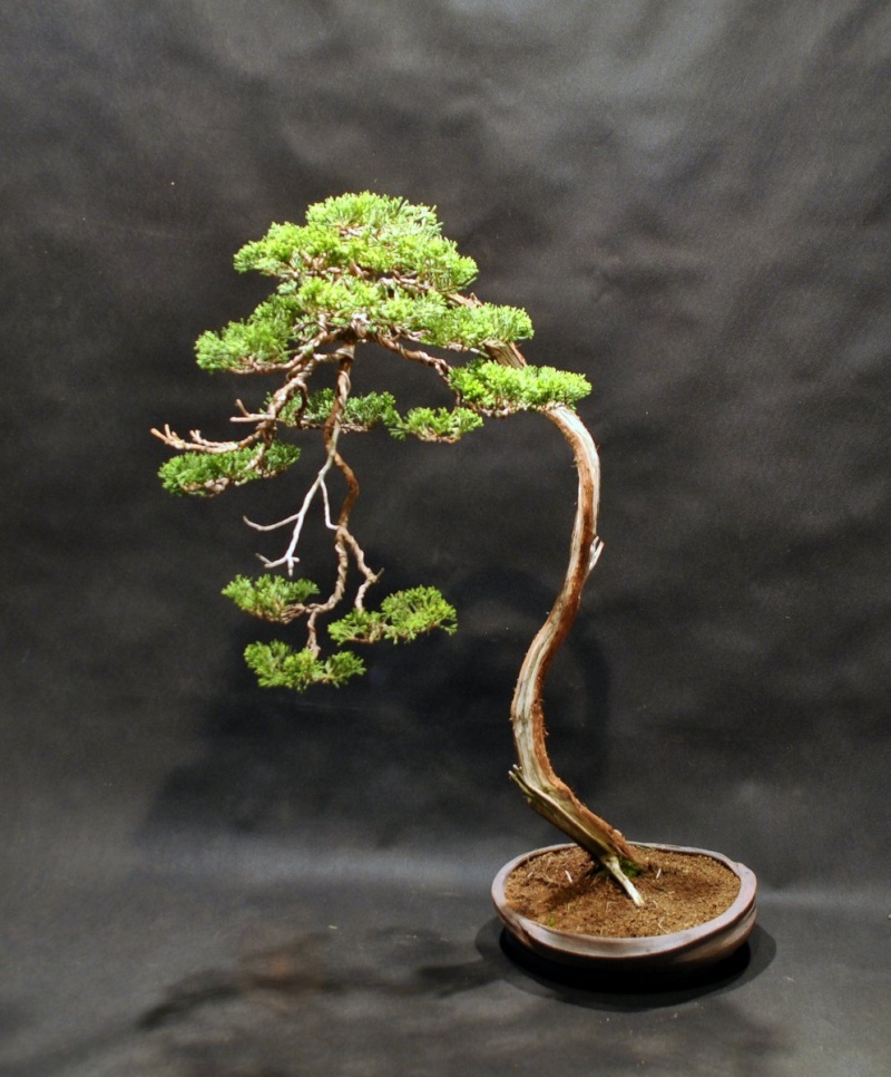 You still have your first bonsai?  - Page 2 2012e10
