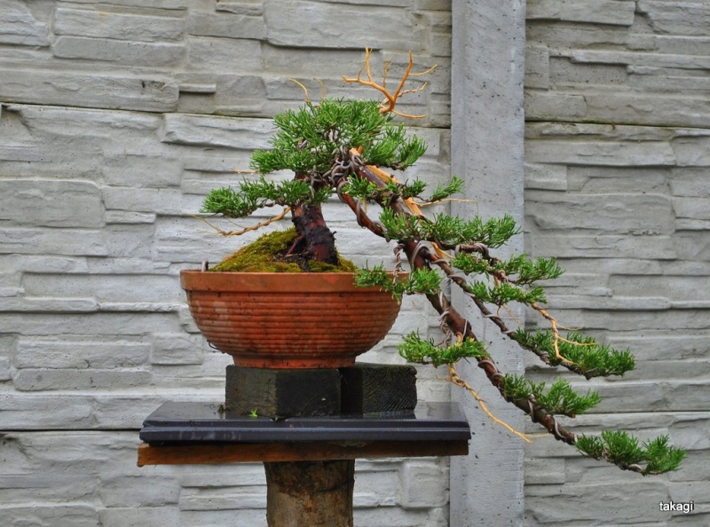 Juniper Cascade - first styling 410