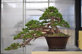 Juniper Cascade - first styling Images10