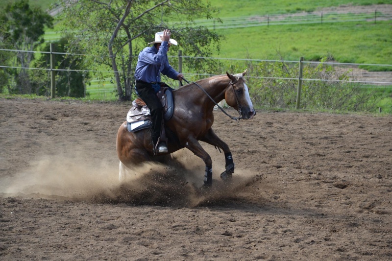 Quelques Quarter Horses de Nouvelle Calédonie. - Page 3 Perfec13