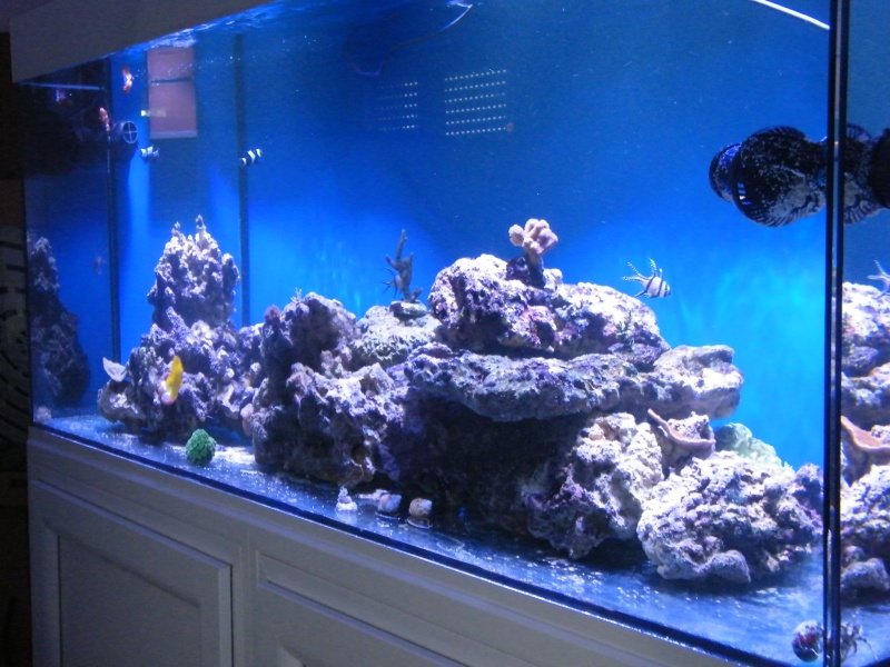 Aurel44's reef tank Dscf0815