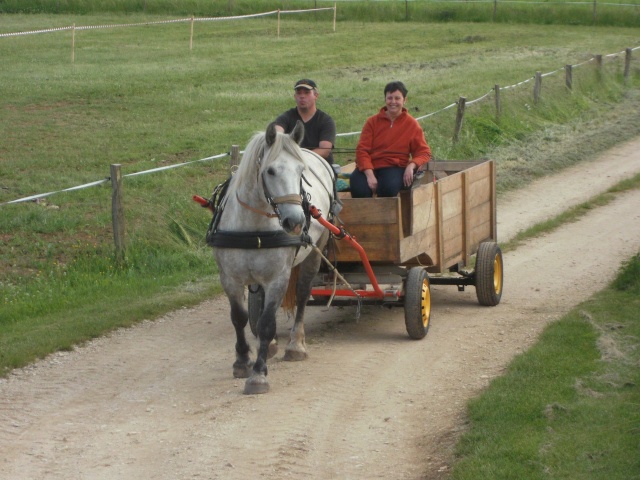 (Dépt 63) ALSA de la Barre, Ardennais x Percheron, sauvée par Marc (Septembre 2012) - Page 15 Noa_0016