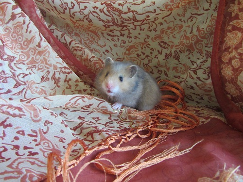 Hamster Syrien Img_5911